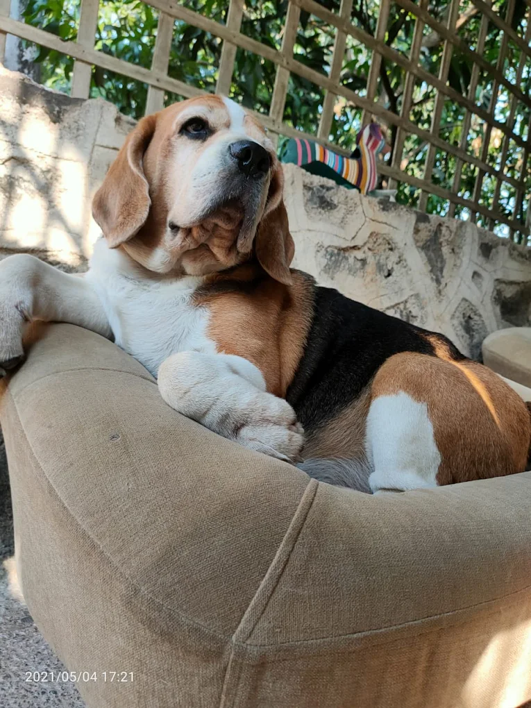 Pet Friendly Hospitality